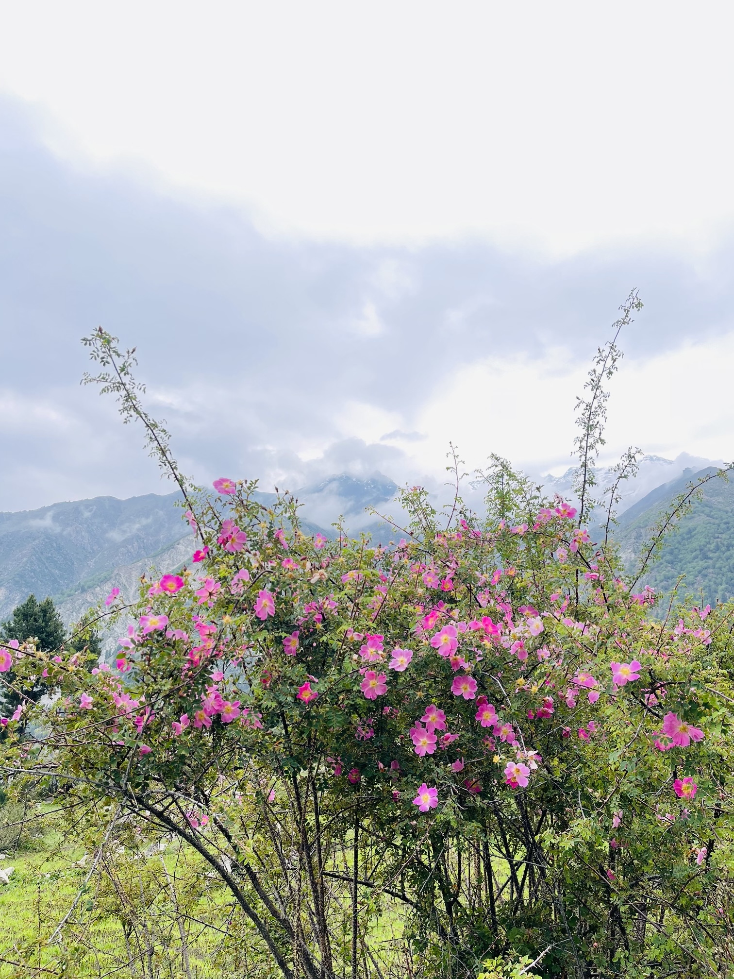 Wild mountain roses blooming below snowy peaks