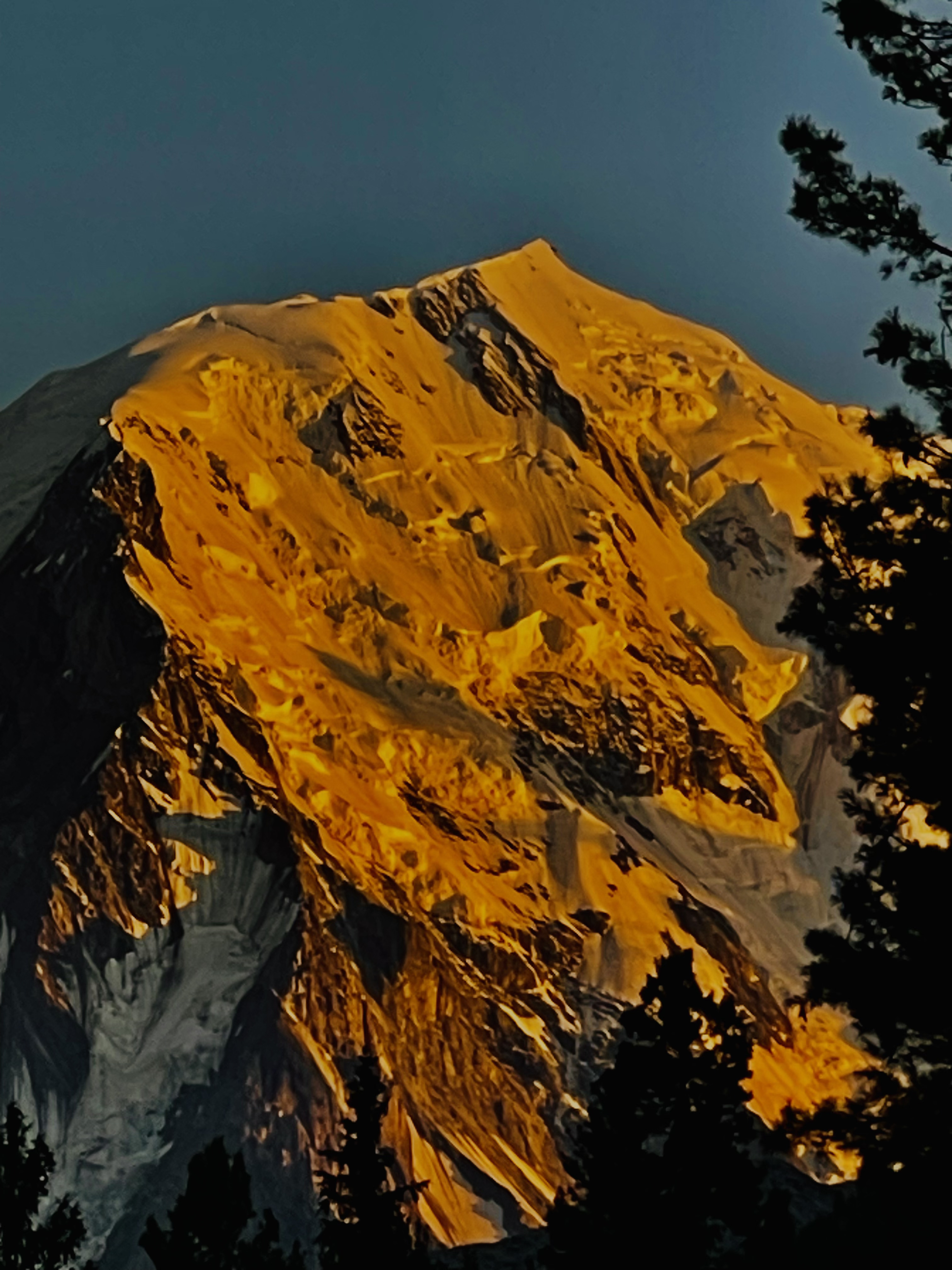 Golden evening light on a Karakoram summit through pine trees
